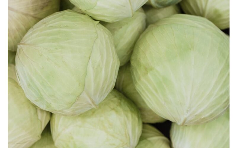 kopūstų dieta pakeitė galvos dydį