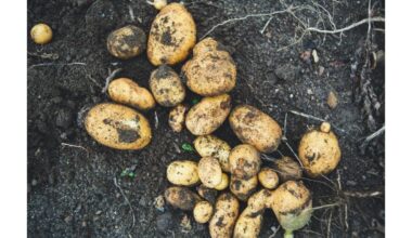 Ar galiu pasodinti parduotuvėje pirktas bulves?