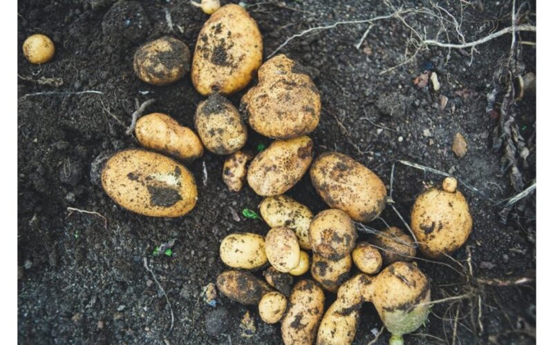 Ar galiu pasodinti parduotuvėje pirktas bulves?