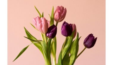 ar žmonės gali valgyti tulpes