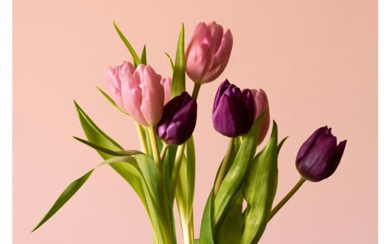 ar žmonės gali valgyti tulpes