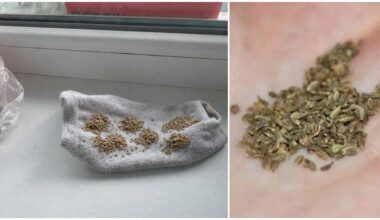 morkų sėklos kojinėje