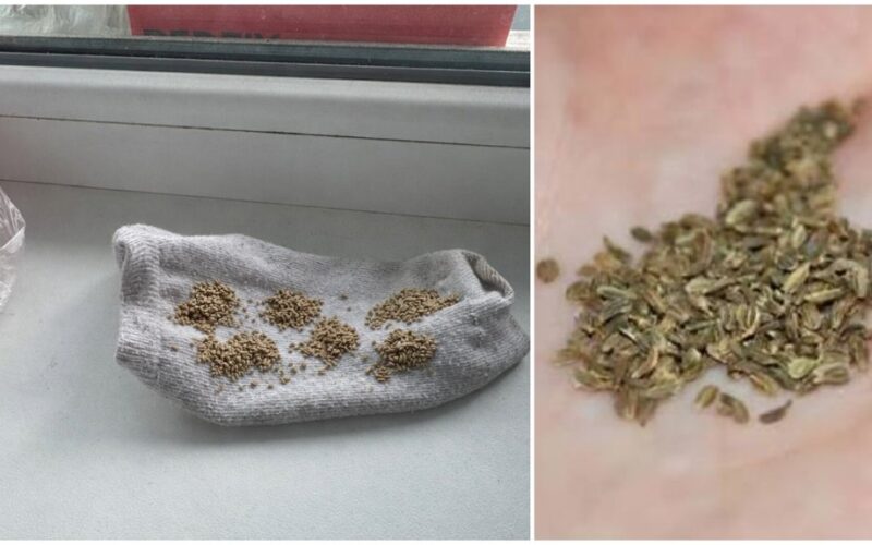 morkų sėklos kojinėje