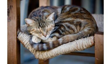 katės miega iki 16 valandų per parą