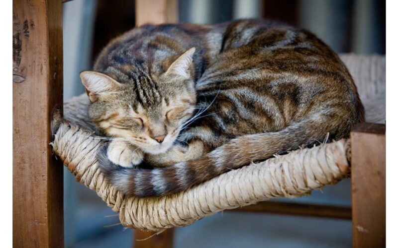 katės miega iki 16 valandų per parą