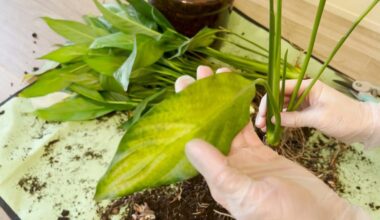 ramunėlių persodinimo klaidos žudo