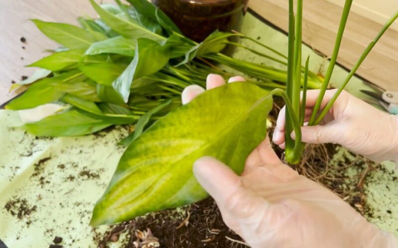 ramunėlių persodinimo klaidos žudo