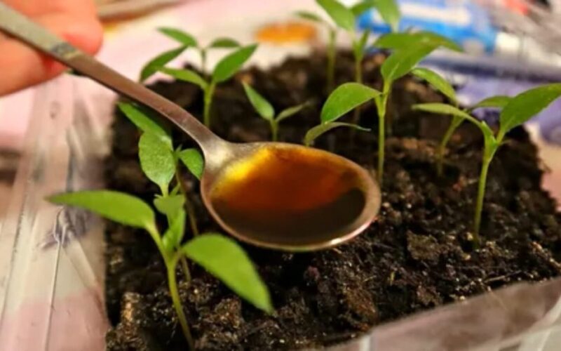 pigus naminės gamybos sodo trąšos