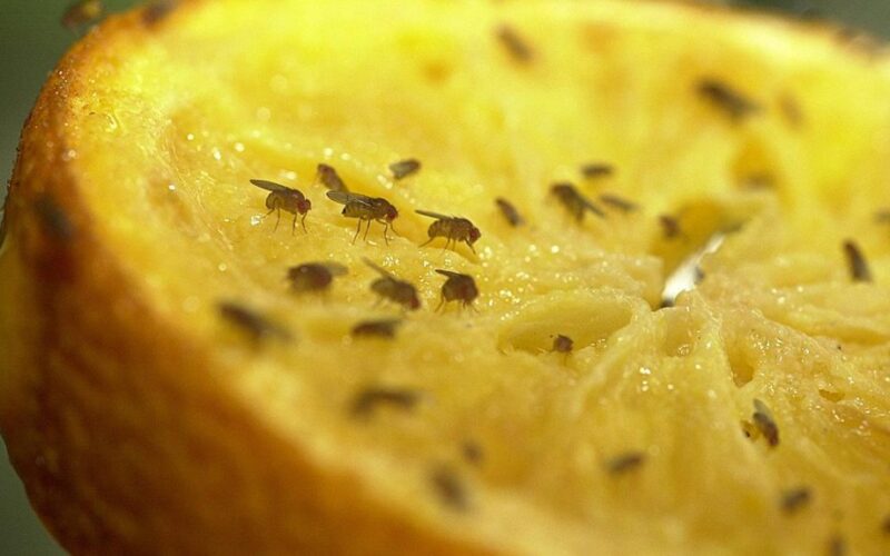 pigus skystas auksas