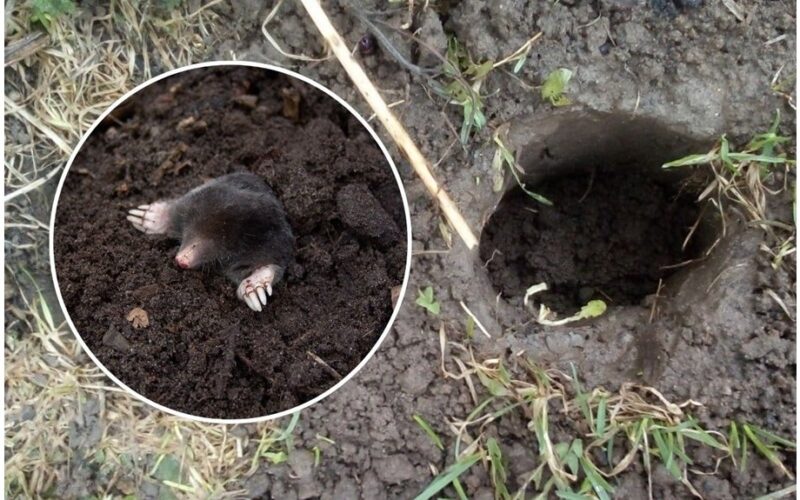 pigus milteliai atbaidė kurmius