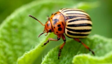 kolorado bulvių vabalų kontrolė