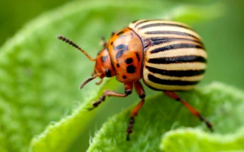 kolorado bulvių vabalų kontrolė