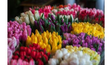 kompostuoti panaudotus tulpių svogūnėlius