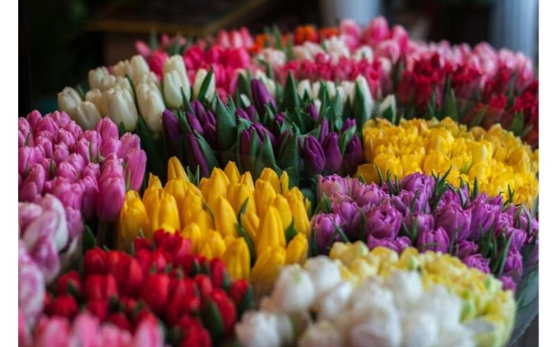 kompostuoti panaudotus tulpių svogūnėlius