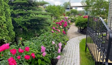 koralų bijūnai užėmė sodą