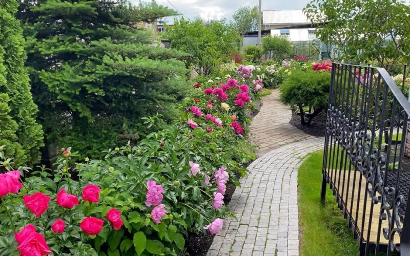 koralų bijūnai užėmė sodą