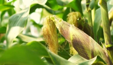 kukurūzų daigai pyrago dėžutėje