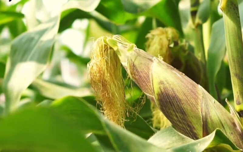 kukurūzų daigai pyrago dėžutėje