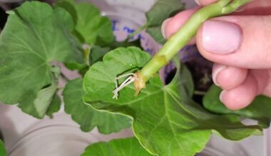 medvilnės pagalvėlė pelargonijų šaknų formavimas