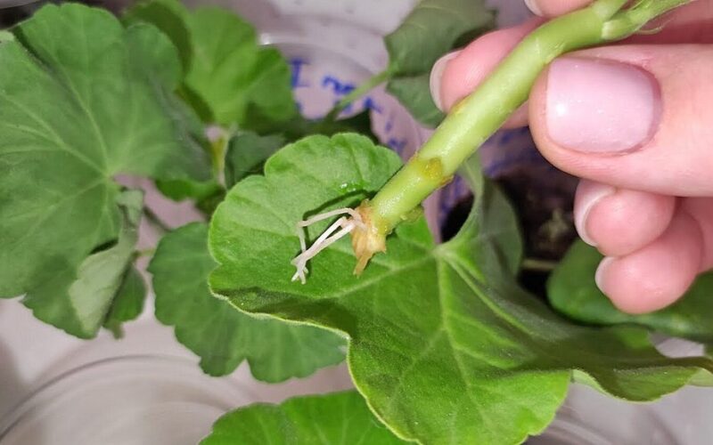 medvilnės pagalvėlė pelargonijų šaknų formavimas