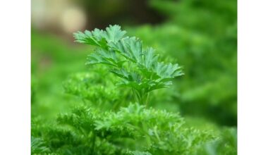 negaliu užauginti petražolių — neteisingas sėja