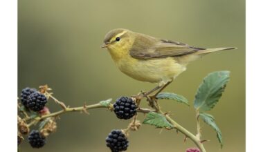 uždengė uogas folija