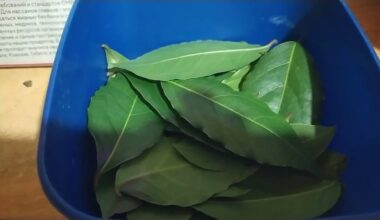 kūrybingos pėdkelnės lauro lapas tualeto gaiviklis