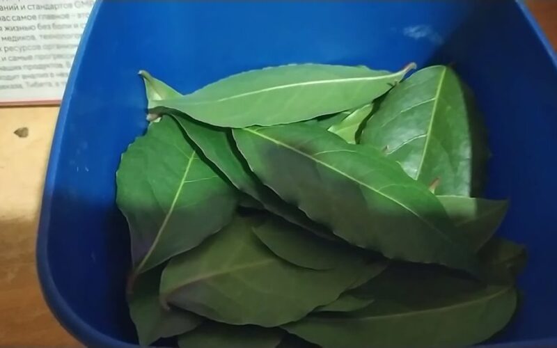 kūrybingos pėdkelnės lauro lapas tualeto gaiviklis