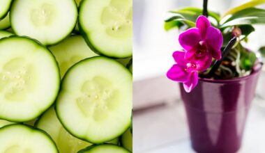 agurkas atskleidžia dvylika valandų kenkėjų