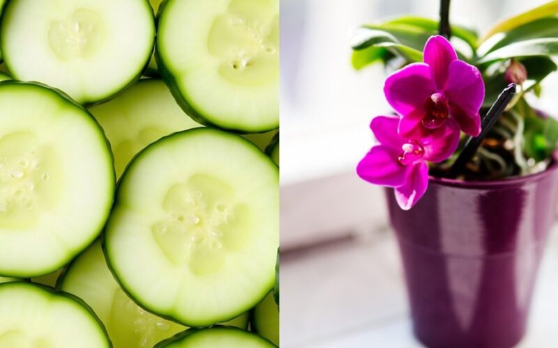 agurkas atskleidžia dvylika valandų kenkėjų