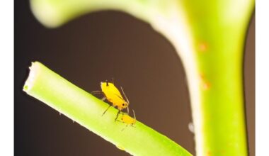 serbentų krūmai sudegė per naktį