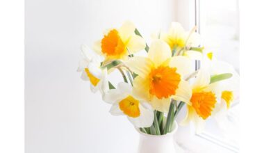 pjaunančios gėlės paskutinėmis dviejomis savaitėmis