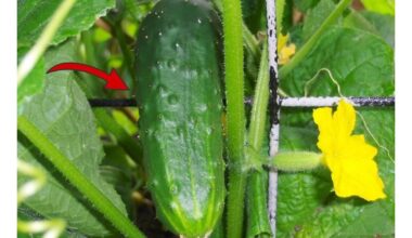 ligoms atsparus išskirtinai skanus agurkas