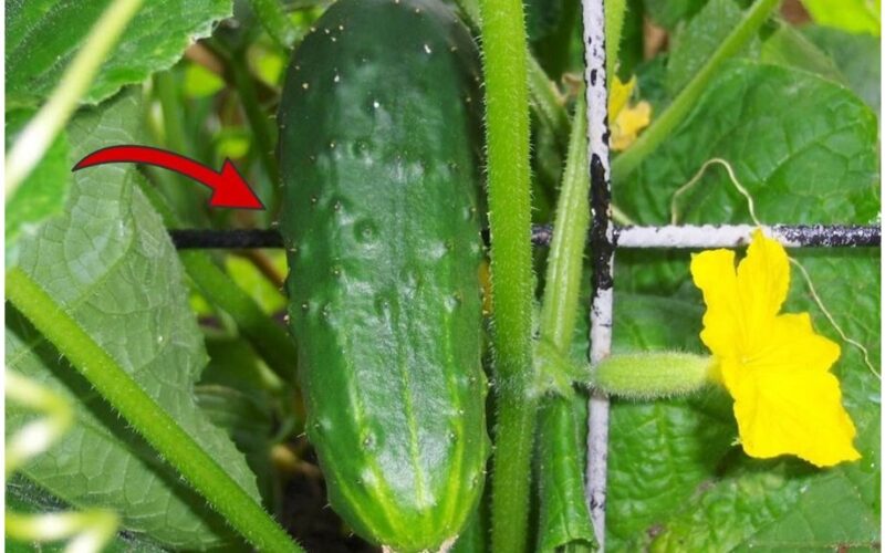 ligoms atsparus išskirtinai skanus agurkas