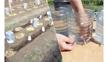 pasidaryk pats 5 l butelio lašelinė drėkinimo sistema