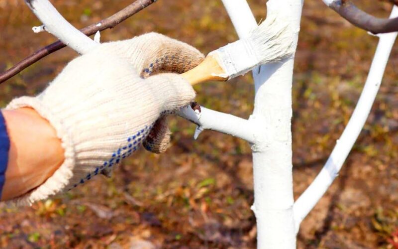 nebalinkite šių medžių