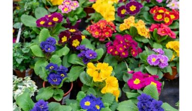 nekaičiuokite šios gėlės