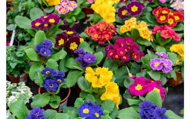 nekaičiuokite šios gėlės