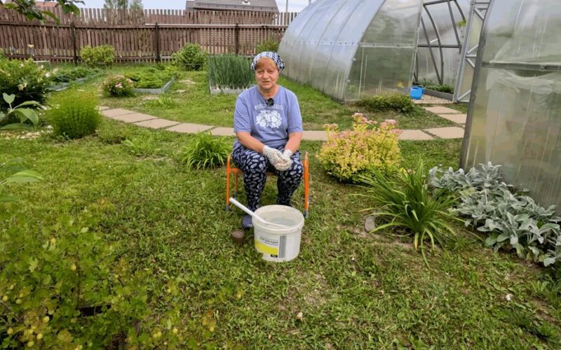 išmestas kompostas vietoje trąšų