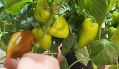 ankstyvas derlius kompaktiškas pipiras technika