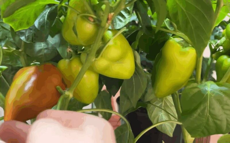 ankstyvas derlius kompaktiškas pipiras technika