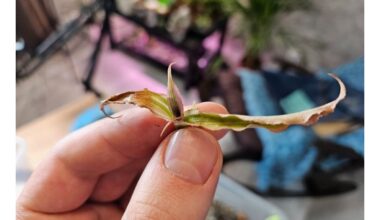 lengvas būdas atgaivinti augalus