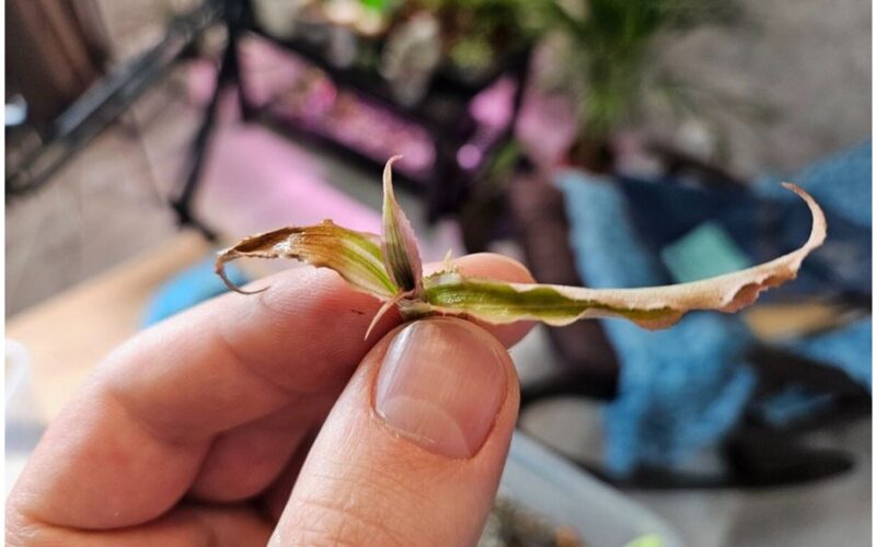 lengvas būdas atgaivinti augalus