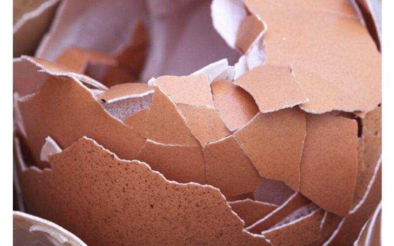 kiaušinių lukštai veikia, jei naudojami