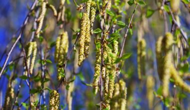 vyšnia (auksuotasis) žagarėlis, ąžuolas, beržas, pranašystė