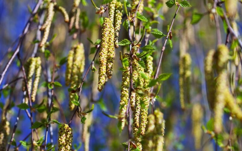 vyšnia (auksuotasis) žagarėlis, ąžuolas, beržas, pranašystė