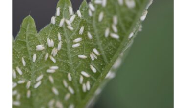 pašalinti pelėsio muselių lervas