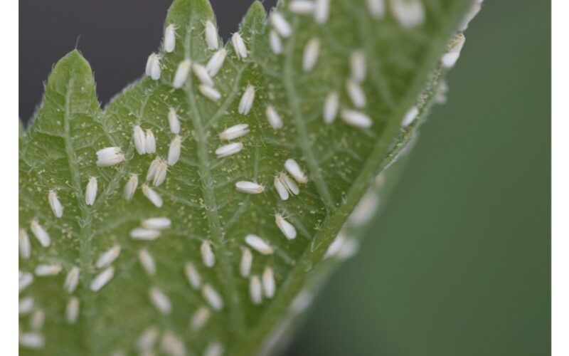 pašalinti pelėsio muselių lervas