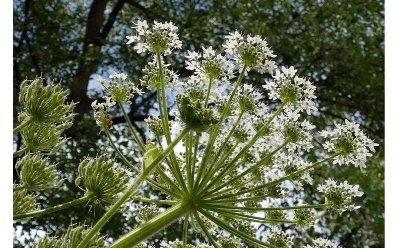pašalinkite nuodingas invazines piktžoles