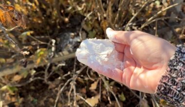 šerkite agrastus kompostuotu mėšlu